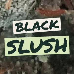 Black Slush Cannabis Strain