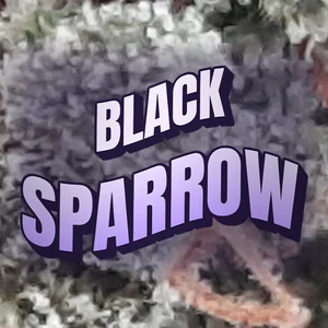 Black Sparrow Cannabis Strain