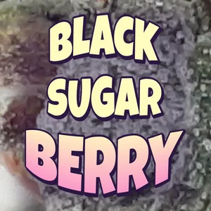 Black Sugar Berry Cannabis Strain