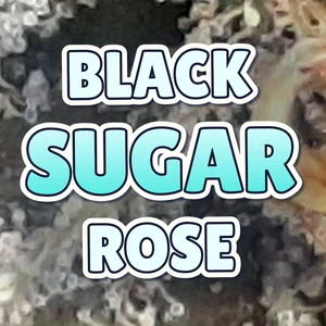 Black Sugar Rose Cannabis Strain