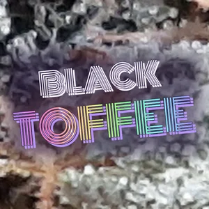 Black Toffee Cannabis Strain