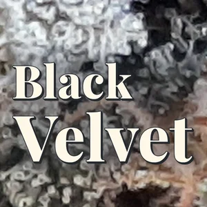 Black Velvet Cannabis Strain