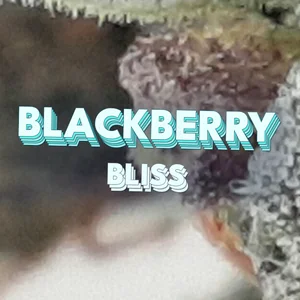 Blackberry Bliss Cannabis Strain
