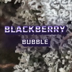 Blackberry Bubble Cannabis Strain