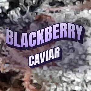 Blackberry Caviar Cannabis Strain