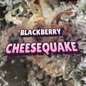 Blackberry Cheesequake Cannabis Strain