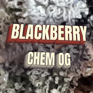 Blackberry Chem OG Cannabis Strain