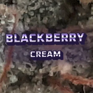 Blackberry Cream Cannabis Strain