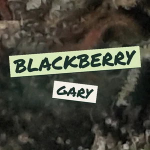 Blackberry Gary Cannabis Strain