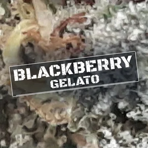 Blackberry Gelato Cannabis Strain