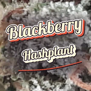 Blackberry Hashplant Cannabis Strain