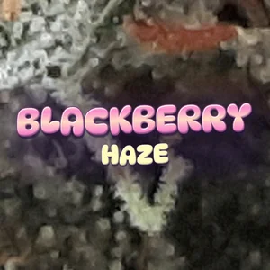 Blackberry Haze Cannabis Strain