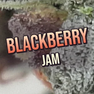 Blackberry Jam Cannabis Strain