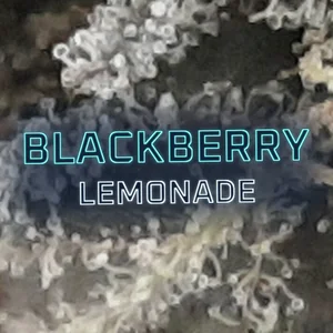 Blackberry Lemonade Cannabis Strain