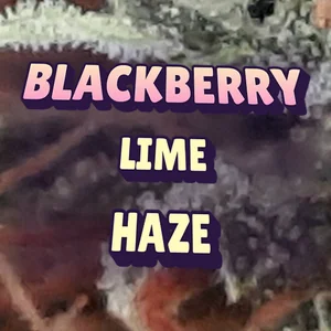 Blackberry Lime Haze Cannabis Strain