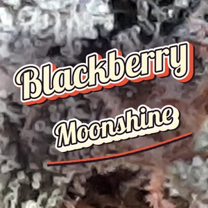 Blackberry Moonshine Cannabis Strain