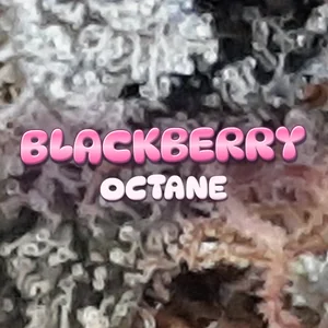 Blackberry Octane Cannabis Strain