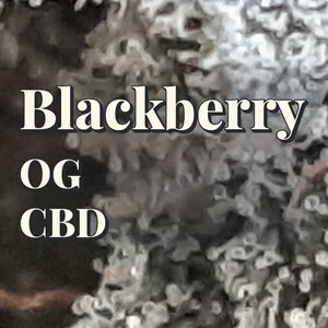 Blackberry OG CBD Cannabis Strain