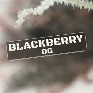 Blackberry OG Cannabis Strain