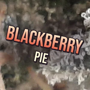 Blackberry Pie Cannabis Strain
