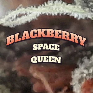 Blackberry Space Queen Cannabis Strain