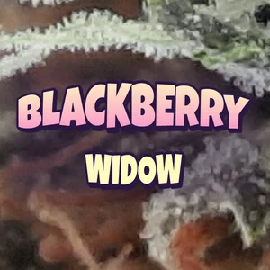 Blackberry Widow Cannabis Strain