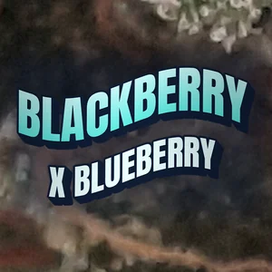 Blackberry x Blueberry Cannabis Strain
