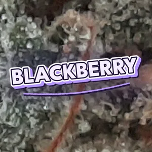 Blackberry Cannabis Strain