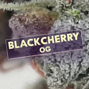 Blackcherry OG Cannabis Strain