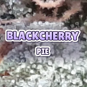 Blackcherry Pie Cannabis Strain
