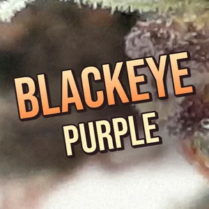 Blackeye Purple Cannabis Strain