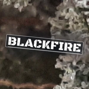 Blackfire Cannabis Strain