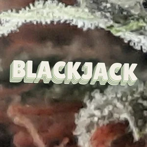 Blackjack Cannabis Strain