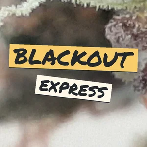 Blackout Express Cannabis Strain