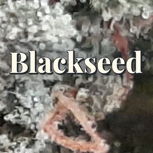 Blackseed Cannabis Strain