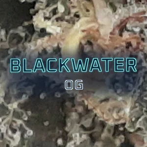 Blackwater OG Cannabis Strain