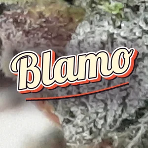 Blamo Cannabis Strain