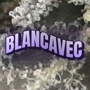 Blancavec Cannabis Strain