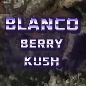 Blanco Berry Kush Cannabis Strain