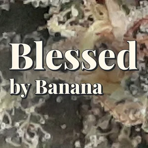 Blessed by Banana Cannabis Strain