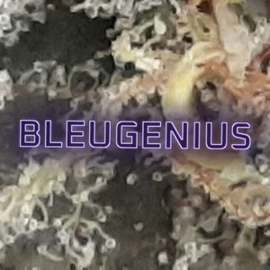 Bleugenius Cannabis Strain