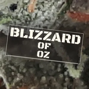Blizzard of Oz Cannabis Strain