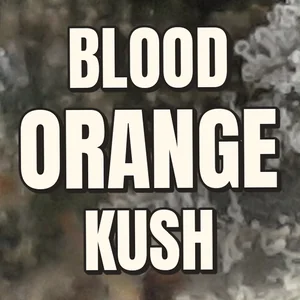 Blood Orange Kush Cannabis Strain