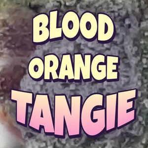 Blood Orange Tangie Cannabis Strain