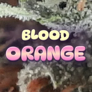 Blood Orange Cannabis Strain