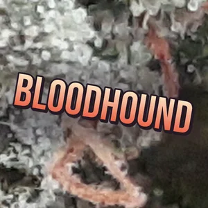 Bloodhound Cannabis Strain