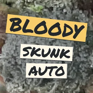 Bloody Skunk Auto Cannabis Strain