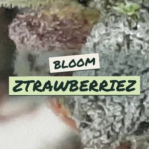 Bloom Ztrawberriez Cannabis Strain