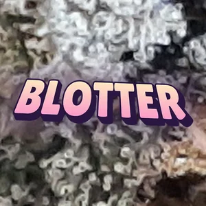 Blotter Cannabis Strain