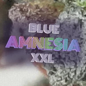 Blue Amnesia XXL Cannabis Strain